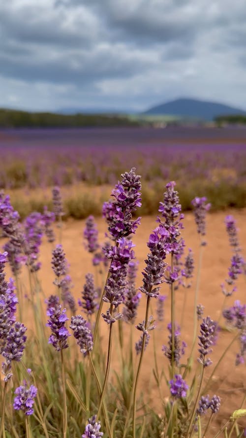 English Lavender in Bloom