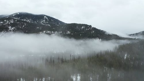 A Forest with Green Trees and Snow Covered Ground 