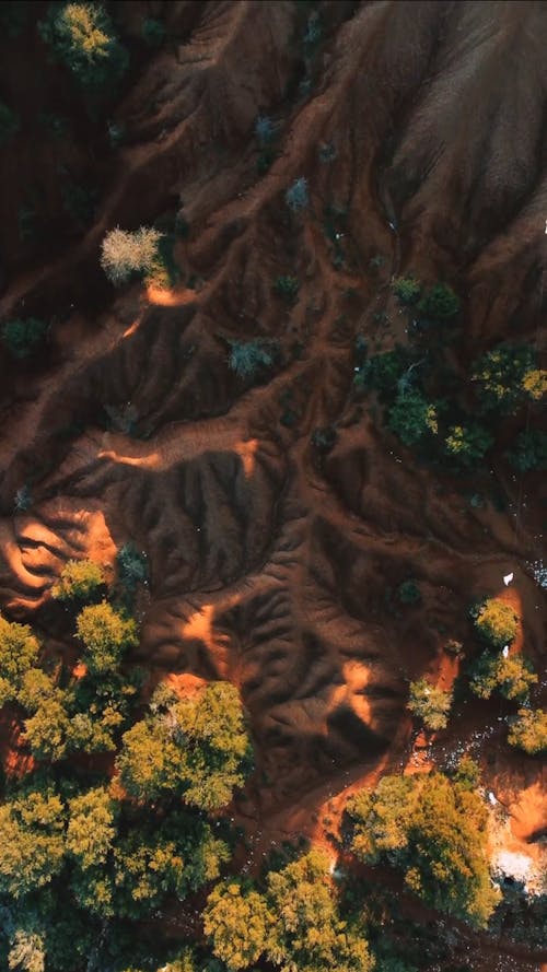 Bird's-eye View of Trees on a Mountain