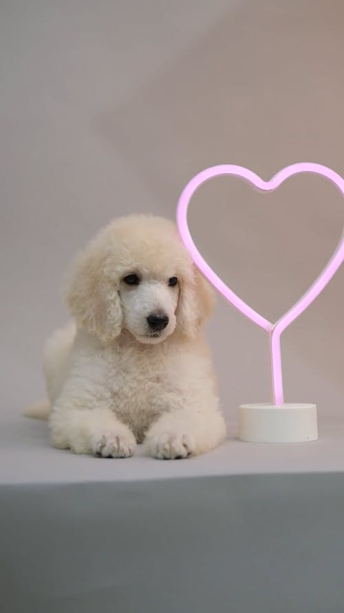 A Toy Poodle Sitting Beside the Heart Shaped Light 