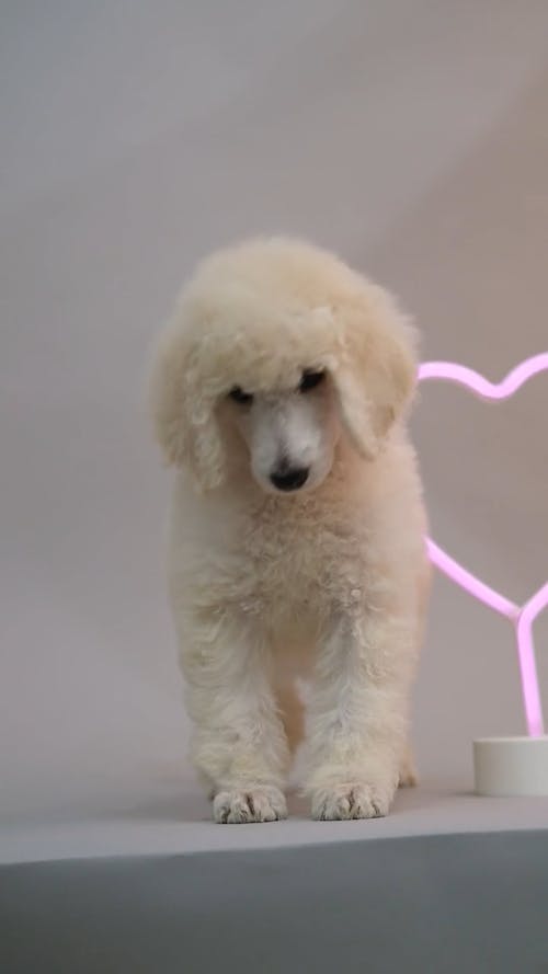 A Cute Toy Poodle on Gray Surface 