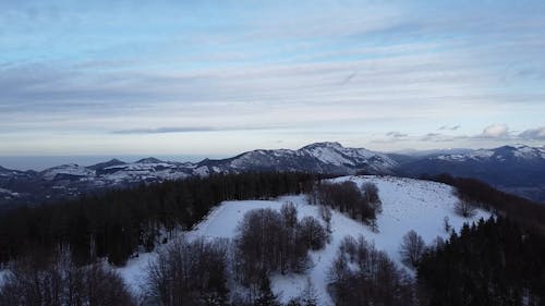 A Drone Footage of a Leafless Trees on a Snow Covered Mountain