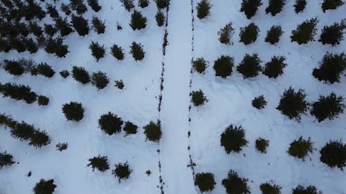 A Birds Eye View of a Snow Covered Ground with Trees