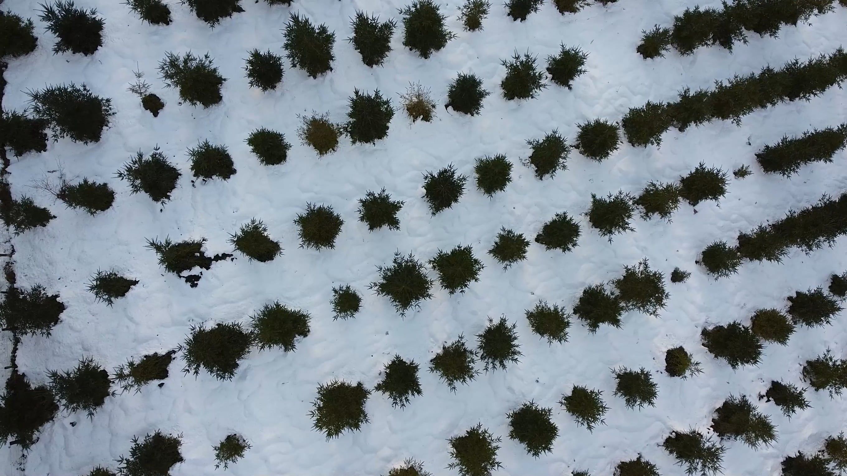 A Drone Footage of a Snow Covered Ground and Mountains with Trees Free ...