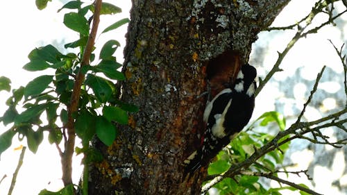 Great Spotted Woodpecker on Tree Trunk