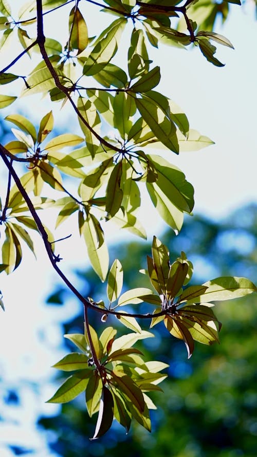 A Green Leaves Hanging on the Tree