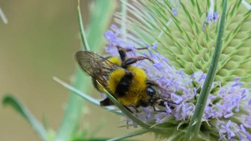 Close up of a Bumblebee on a Thistle Flower 