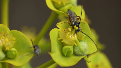 A Diadegma Wasp on a Green Leaf