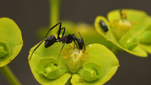 A Black Ant on a Blooming Plant 