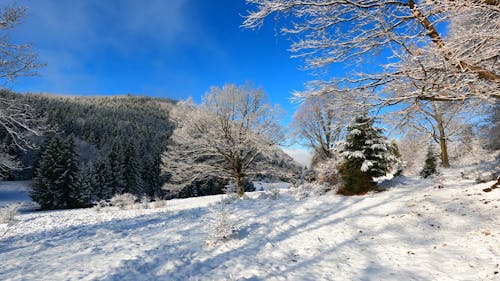 A Leafless Trees on a Snow Covered Ground