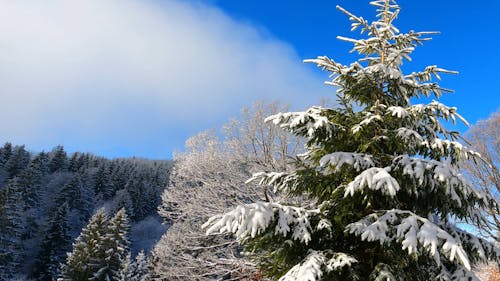 Snowy Trees in a Winter Forest