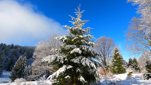 Close up of a Snow Covered Pine in a Winter Forest