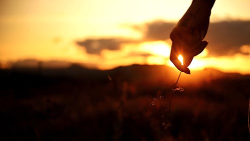 Close up of a Person Holding a Twig at Sunset 