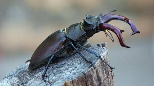 Close up of a Stag Beetle on a Wooden Post