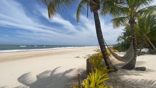 Palm Trees Near the Beach