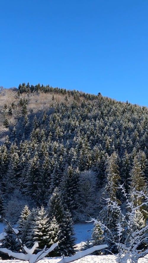 A Trees on a Snow Covered Ground Under the Blue Sky