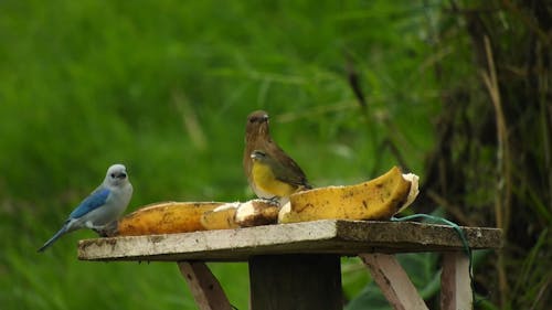 Birds Eating Bananas on a Wooden Platform
