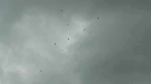 A Flock of Birds Flying Under the Cloudy Sky