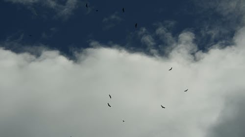 A Low Angle View of Birds Flying Under the Cloudy Sky