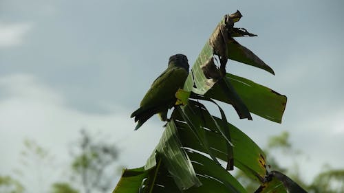 Scaly-headed Parrot Perched on a Leaf
