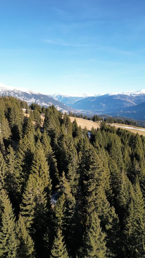 Drone Footage of Pine Trees and Mountains