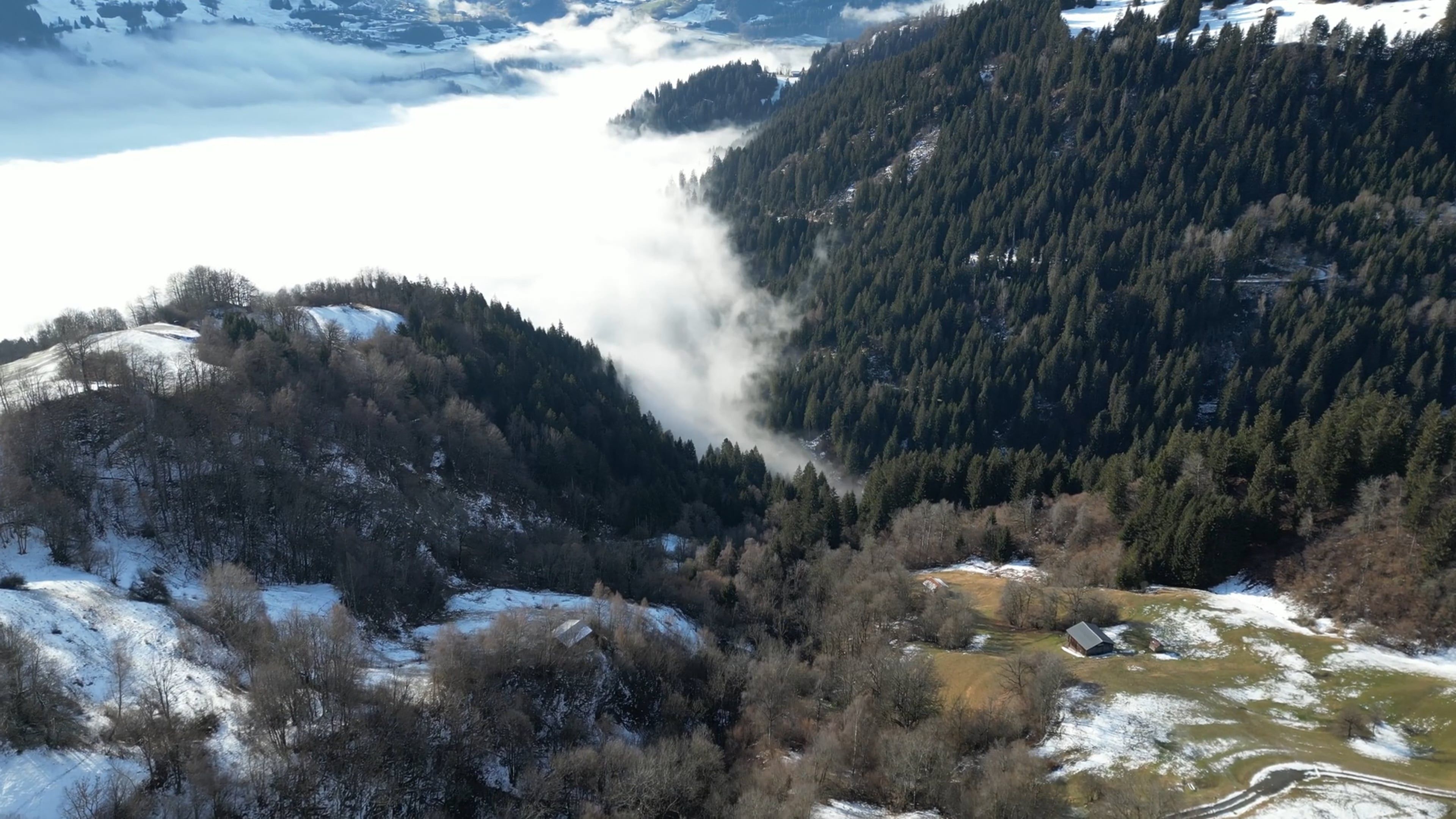 A Drone Footage of Green Trees at the Forest Free Stock Video Footage ...