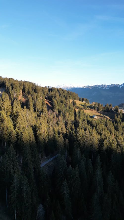 An Aerial Footage of Green Trees at the Forest Under the Blue Sky