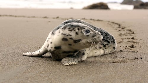 海豹在沙滩上