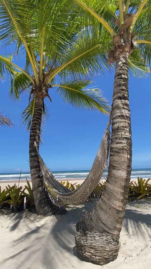 A Hammock Hanging Between the Coconut Trees