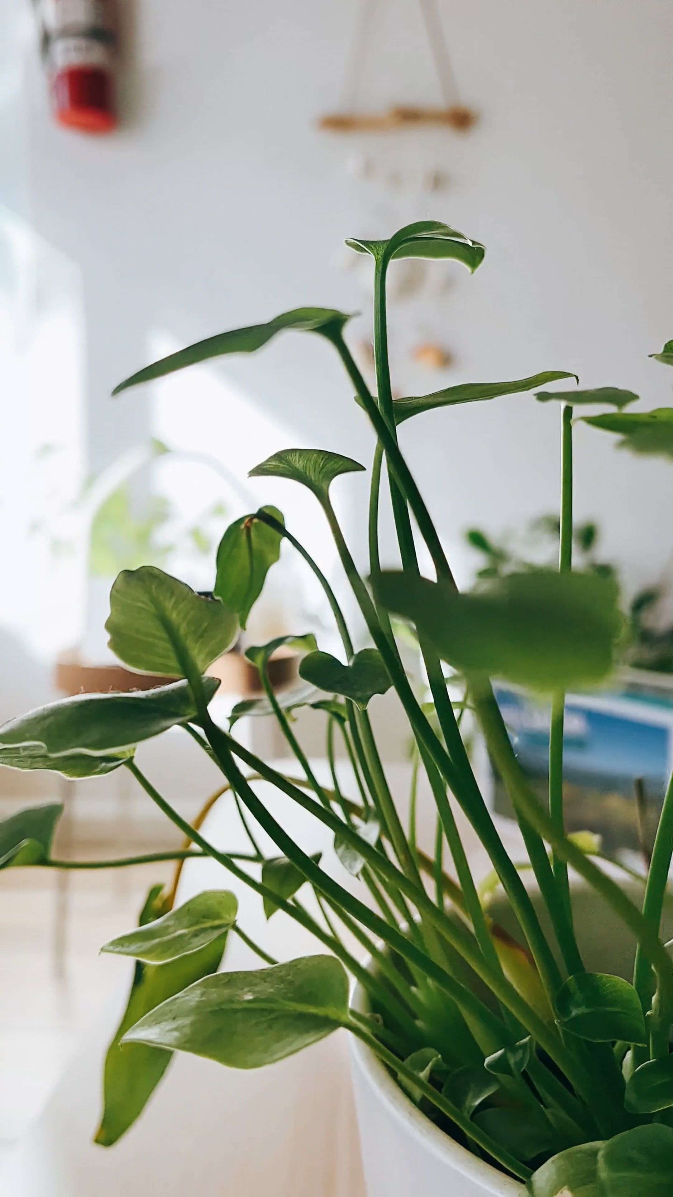 Potted Plant on Wooden Table Free Stock Video Footage, Royalty-Free 4K ...