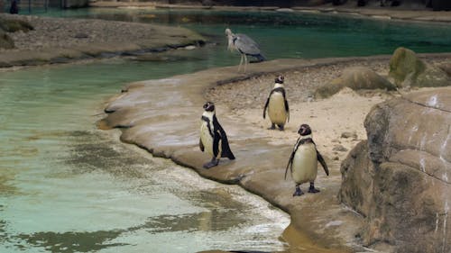 Penguins At The Zoo