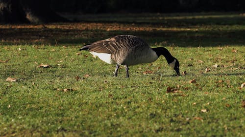 Geese Eating