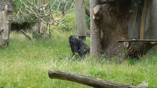 Video Of A Gorilla