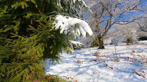 Snow on a Pine Tree Branch in a Winter Landscape 