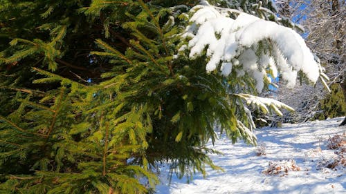 Close up of a Snow Covered Pine in a Winter Landscape