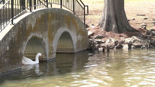 Geese Crossing under a Bridge