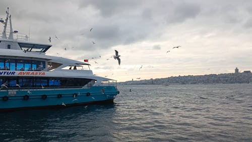 Seagulls Flying around a Ferry Boat near the Coast of Istanbul, Türkiye