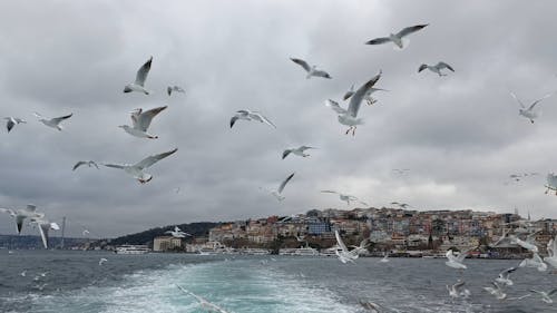 A Flock of Seagulls Flying behind a Ferry Boat 