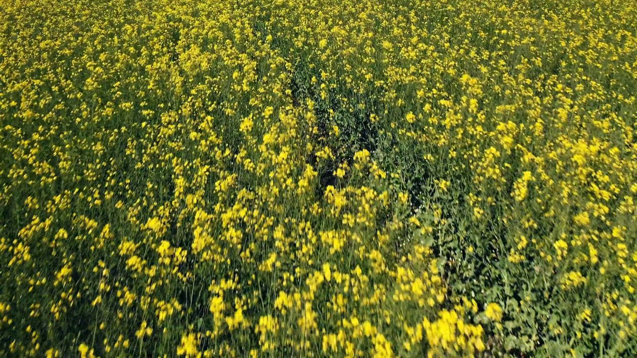 Drone Footage of Yellow Flower Field Free Stock Video Footage, Royalty ...