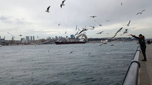 A Man Feeding a Flock of Seagulls on the Coast of Istanbul