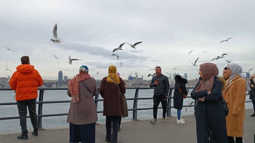 People Feeding the Seagulls on the Coast of Istanbul, Türkiye