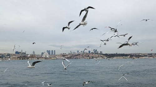 A Flock of Seagulls Flying near the Coast 