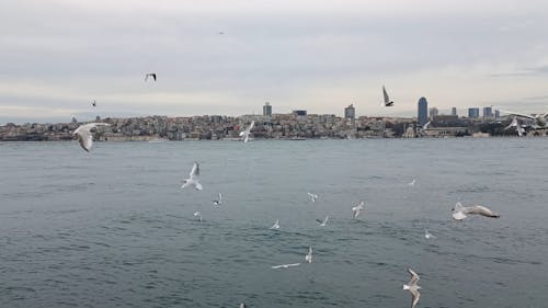 Seagulls Flying on the Coast of Istanbul, Türkiye