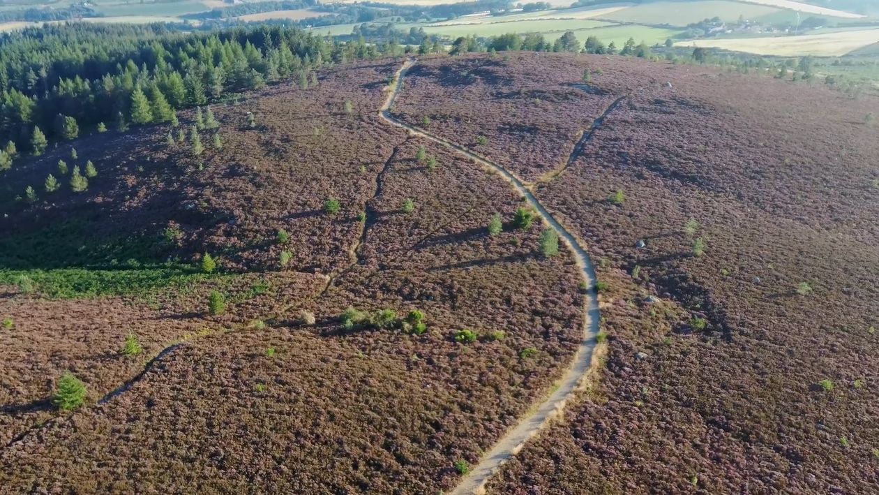 An aerial view of a field with trees and grass Free Stock Video Footage ...