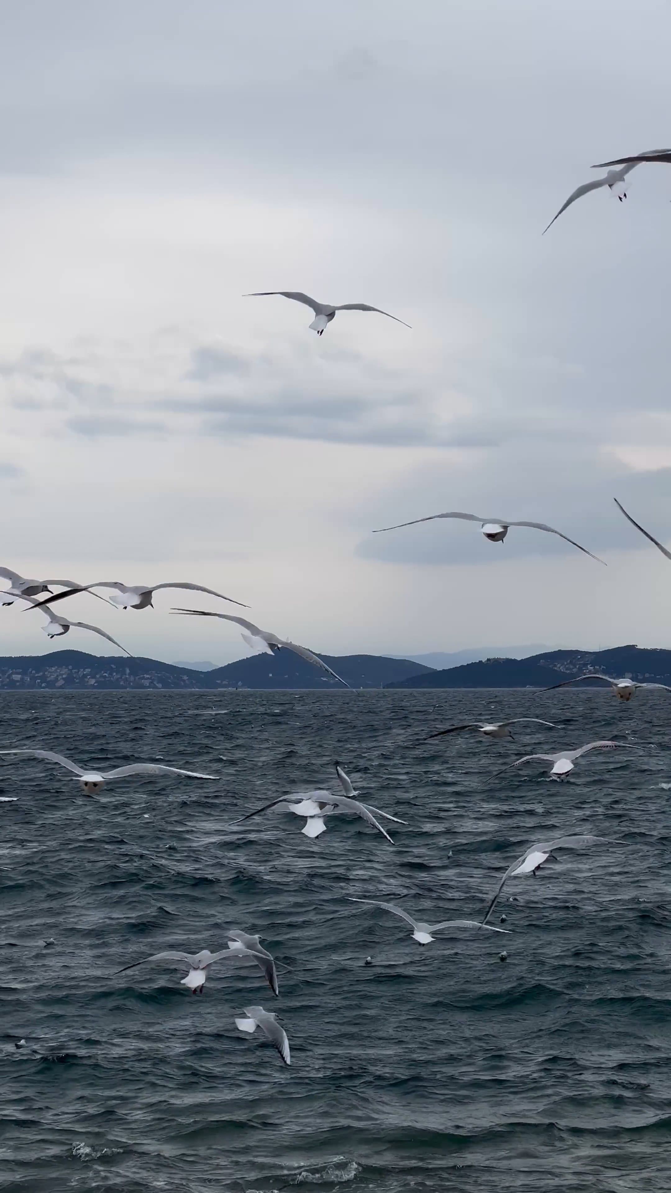 A Flock of Seagulls Flying over the Ocean Free Stock Video Footage ...