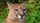 mountain lion