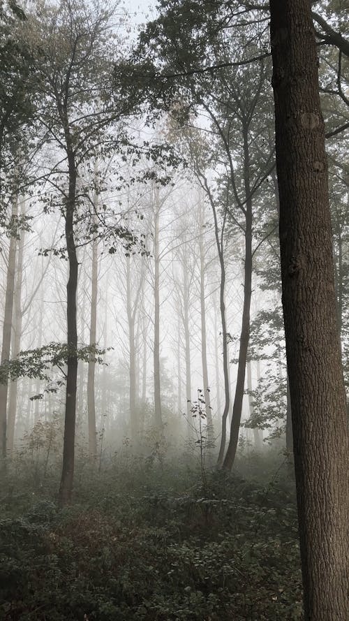 A Misty Forest 