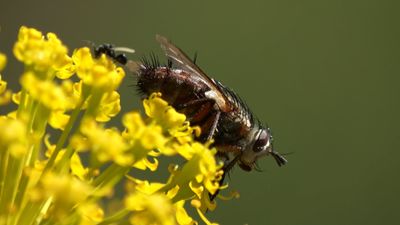 Blue Flies Videos, Download The BEST Free 4k Stock Video Footage & Blue
