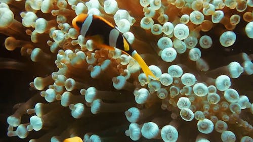 Poisson Clown Sous L'eau