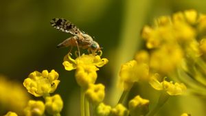Blue Flies Videos, Download The BEST Free 4k Stock Video Footage & Blue